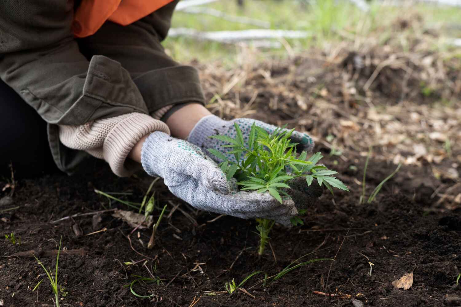 Best Affordable Tree Cutting  in Macon, MO